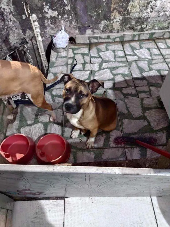 Cachorro ra a Pit Bull idade 1 ano nome Nala e Bradock