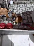 Nala e Bradock