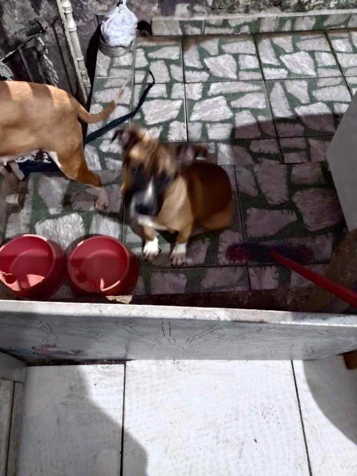 Cachorro ra a Pit Bull idade 1 ano nome Nala e Bradock