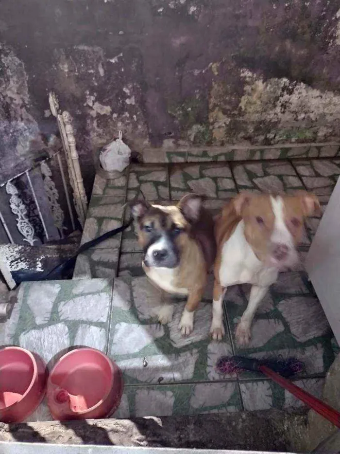 Cachorro ra a Pit Bull idade 1 ano nome Nala e Bradock