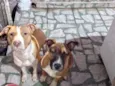 Nala e Bradock