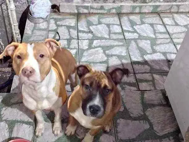 Cachorro ra a Pit Bull idade 1 ano nome Nala e Bradock