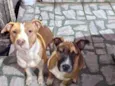Nala e Bradock