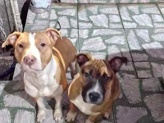 Cachorro ra a Pit Bull idade 1 ano nome Nala e Bradock