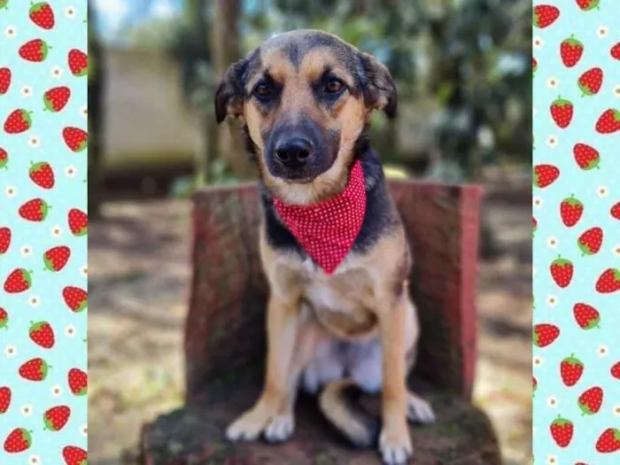 Cachorro ra a srd idade 7 a 11 meses nome ELLA