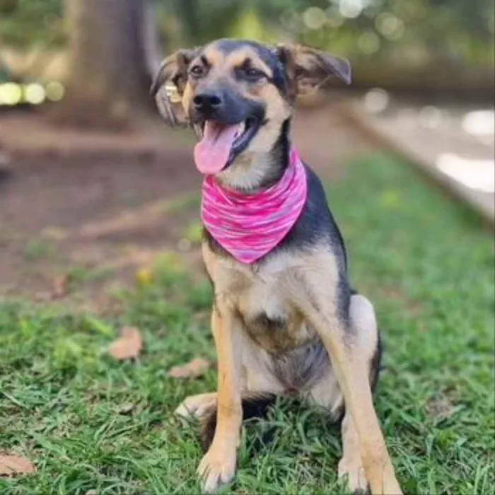 Cachorro ra a srd idade 7 a 11 meses nome ELLA