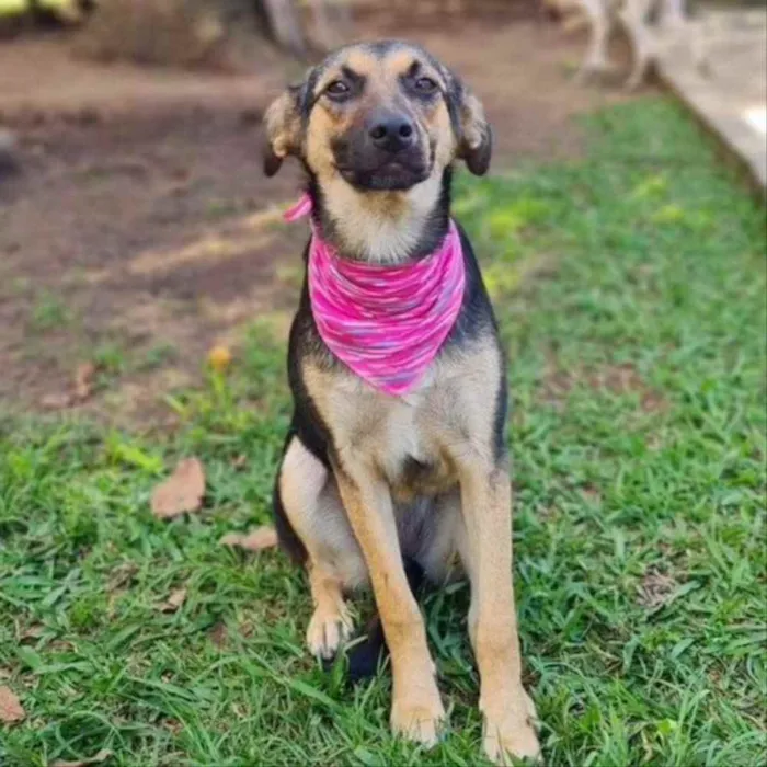 Cachorro ra a srd idade 7 a 11 meses nome ELLA