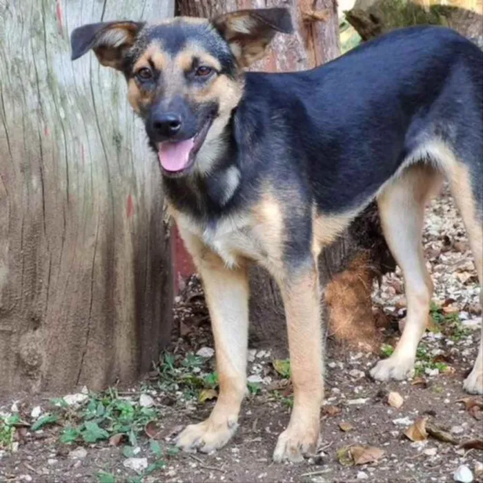 Cachorro ra a srd idade 7 a 11 meses nome ELLA