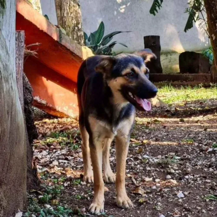 Cachorro ra a srd idade 7 a 11 meses nome ELLA