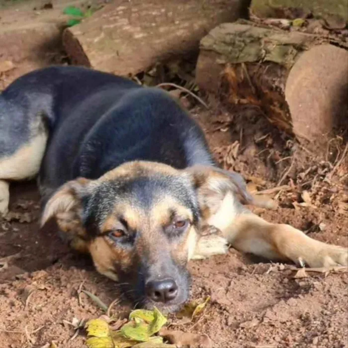 Cachorro ra a srd idade 7 a 11 meses nome ELLA