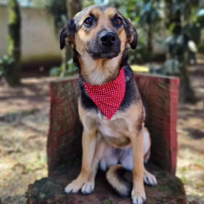 Cachorro ra a srd idade 7 a 11 meses nome ELLA