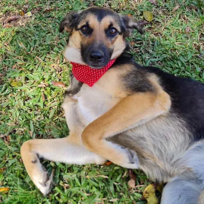 Cachorro ra a srd idade 7 a 11 meses nome ELLA