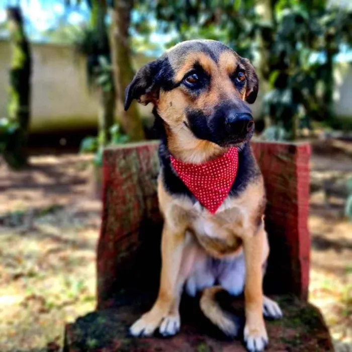 Cachorro ra a srd idade 7 a 11 meses nome ELLA