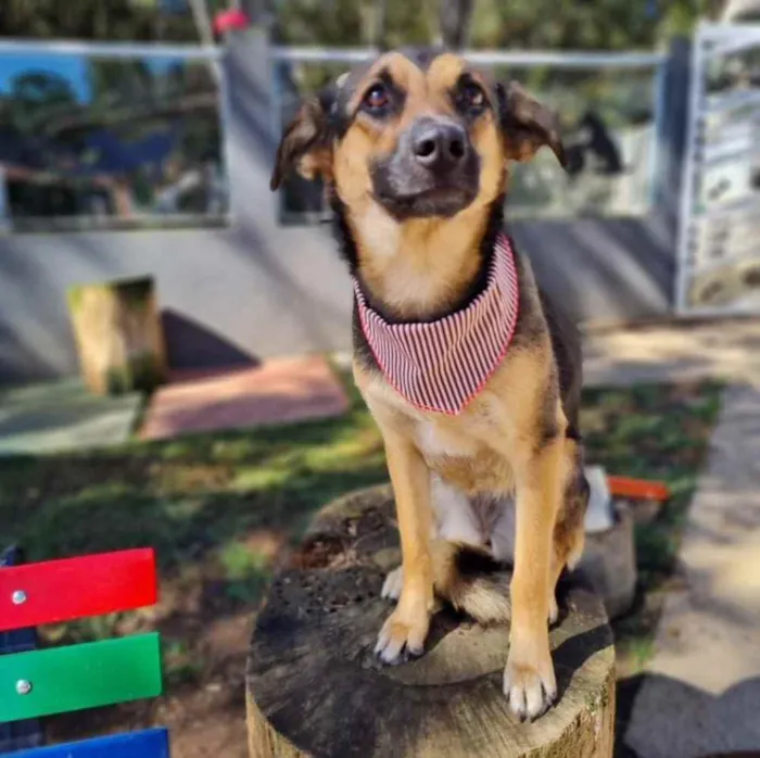 Cachorro ra a srd idade 7 a 11 meses nome ELLA