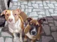 Nala e Bradock