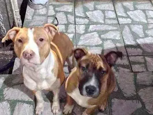 Cachorro ra a Pit Bull idade 1 ano nome Nala e Bradock