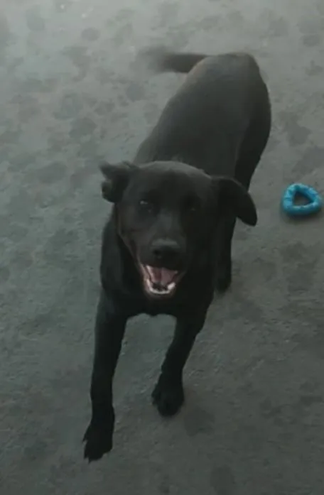 Cachorro ra a SRD-ViraLata idade 2 a 6 meses nome Bryan