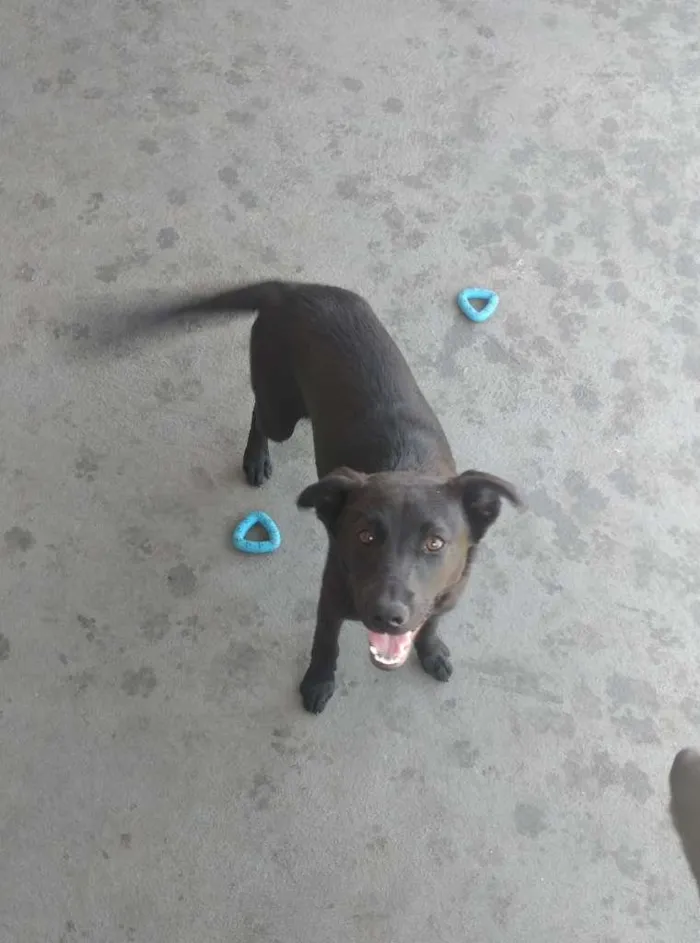 Cachorro ra a SRD-ViraLata idade 2 a 6 meses nome Toretto