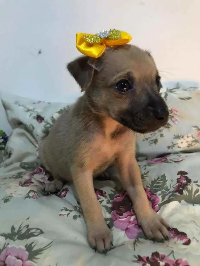 Cachorro ra a Sem raça idade Abaixo de 2 meses nome Kiara