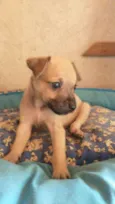 Kiara