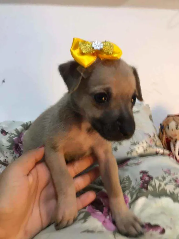 Cachorro ra a Sem raça idade Abaixo de 2 meses nome Kiara