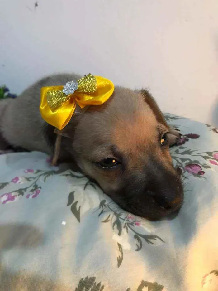 Cachorro ra a Sem raça idade Abaixo de 2 meses nome Kiara