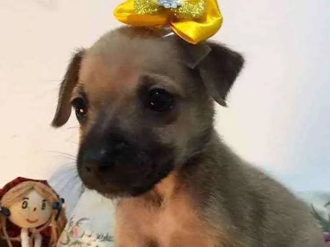 Cachorro ra a Sem raça idade Abaixo de 2 meses nome Kiara
