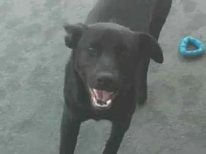Cachorro ra a SRD-ViraLata idade 2 a 6 meses nome Bryan