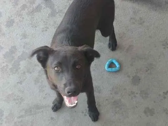 Cachorro ra a SRD-ViraLata idade 2 a 6 meses nome Toretto