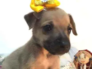 Cachorro raça Sem raça idade Abaixo de 2 meses nome Kiara