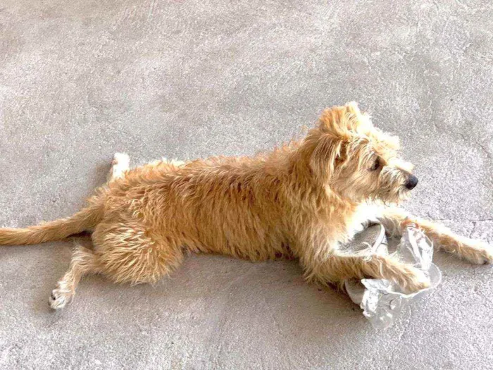 Cachorro raça Poodle, com outras idade 2 a 6 meses nome Thor