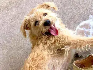 Cachorro raça Poodle, com outras idade 2 a 6 meses nome Thor