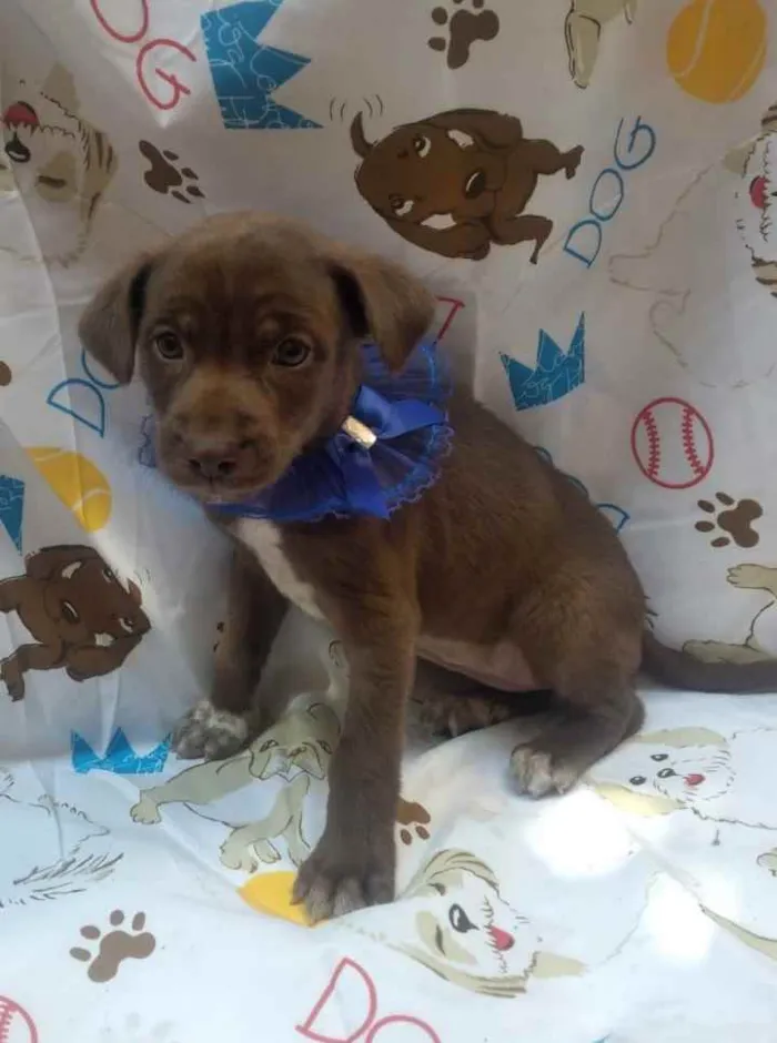 Cachorro raça SRD  idade Abaixo de 2 meses nome Lua 