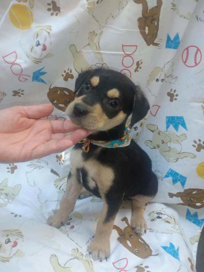 Cachorro raça SRD  idade Abaixo de 2 meses nome Luke 