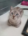 Pandora