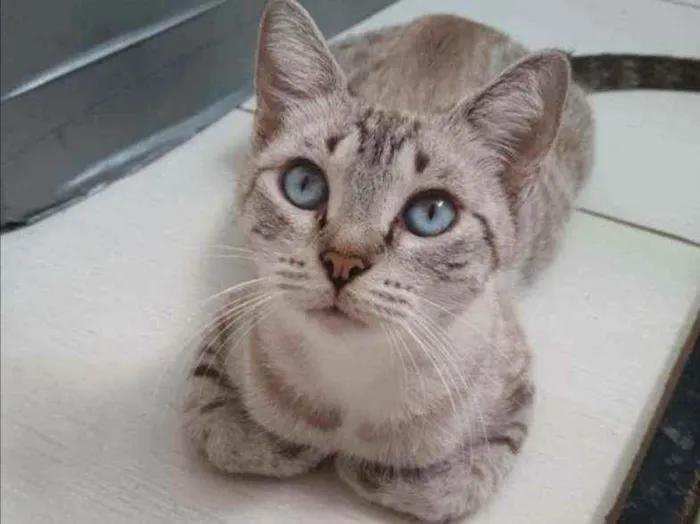 Gato ra a SRD idade 1 ano nome Pandora