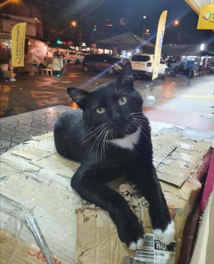 Gato ra a SRD idade 2 anos nome Mike