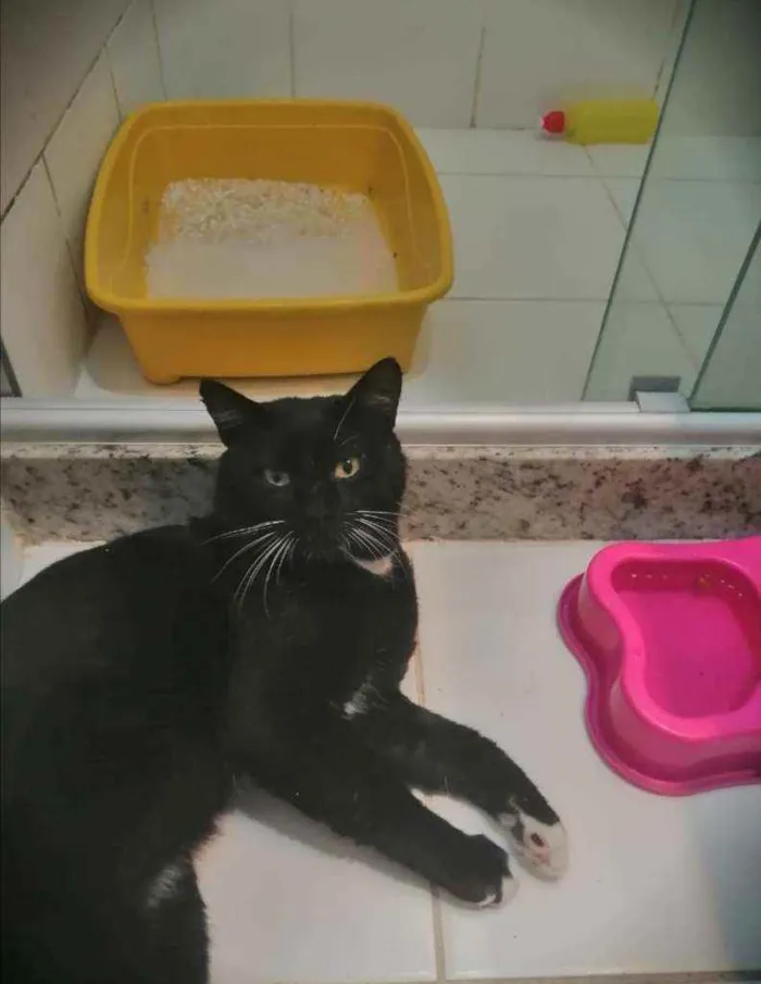 Gato ra a SRD idade 2 anos nome Mike
