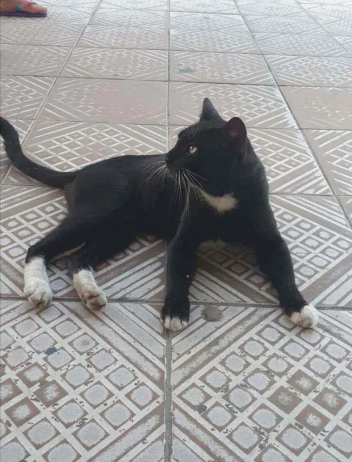 Gato ra a SRD idade 2 anos nome Mike