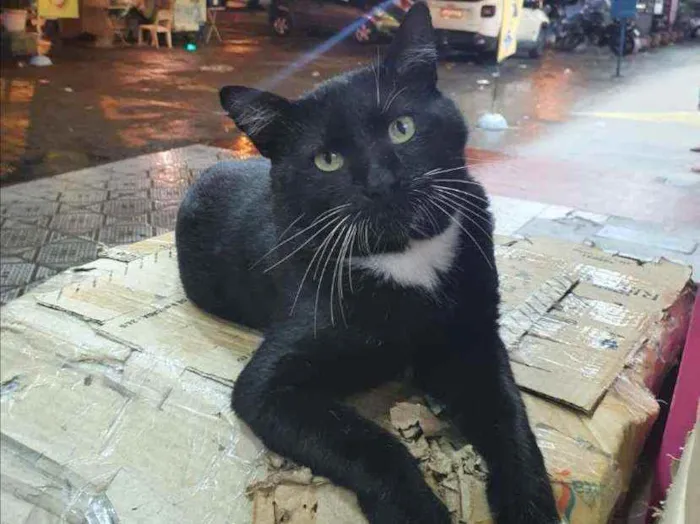 Gato ra a SRD idade 2 anos nome Mike