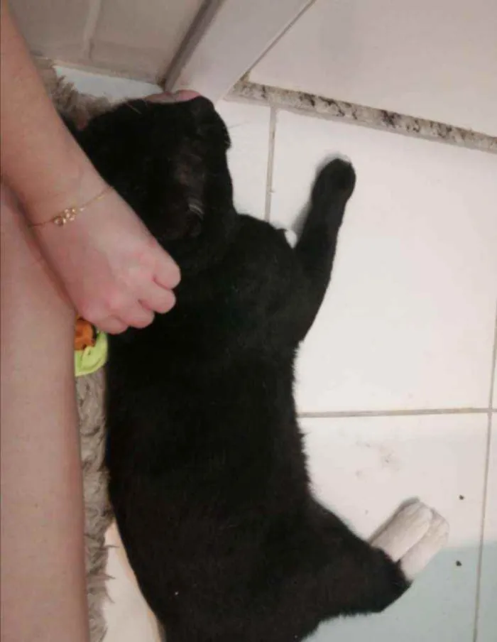 Gato ra a SRD idade 2 anos nome Mike