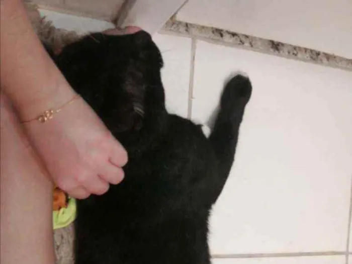 Gato ra a SRD idade 2 anos nome Mike