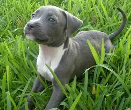 Cachorro raça Pitbull idade 7 a 11 meses nome Lindona 