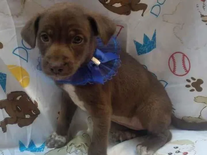 Cachorro raça SRD  idade Abaixo de 2 meses nome Lua 