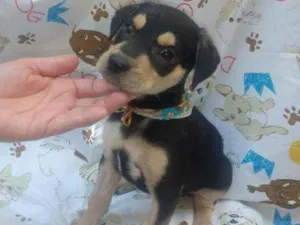 Cachorro raça SRD  idade Abaixo de 2 meses nome Luke 