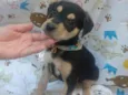 Cachorro raça SRD  idade Abaixo de 2 meses nome Luke 