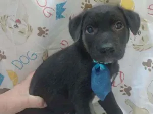 Cachorro raça SRD  idade Abaixo de 2 meses nome Loki 