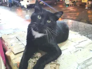 Gato raça SRD idade 2 anos nome Mike