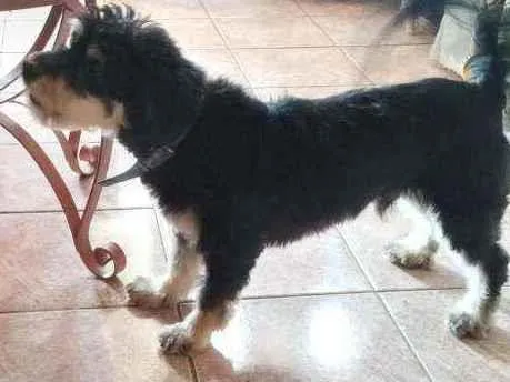 Cachorro ra a Mestiço Podle  idade 5 anos nome Baloo 