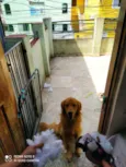 Cachorro raça Golden Retriever idade 3 anos nome Amora